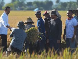Panen Raya Di Sulawesi Selatan, Presiden: Surplus Bisa Dibawa ke Daerah Lain