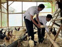 Dukung Ketahanan Pangan Nasional: Lapas Narkotika Pamekasan Ternak Ayam Kampung, Panen Perdana Capai 50 Butir Telur