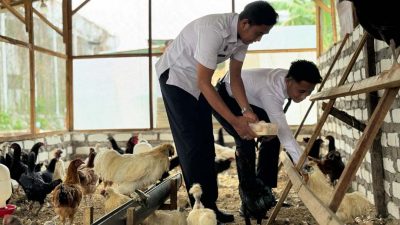 Dukung Ketahanan Pangan Nasional: Lapas Narkotika Pamekasan Ternak Ayam Kampung, Panen Perdana Capai 50 Butir Telur